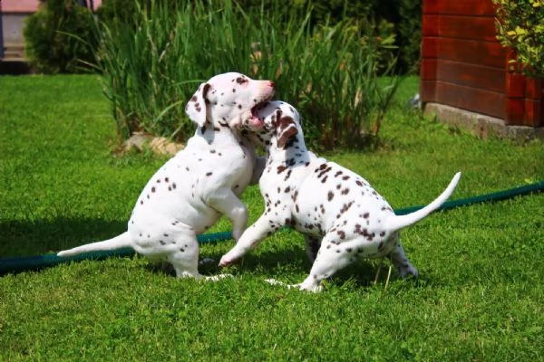 cuccioli dalmata con prestigioso pedigree