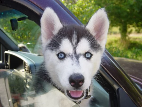  husky siberian occhi blu | Foto 1
