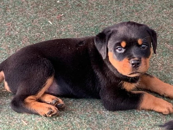 disponibili cuccioli rottweiler alta genealogia  | Foto 0
