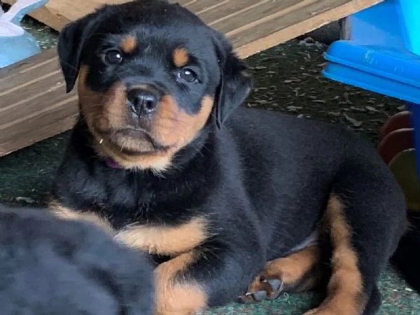 disponibili cuccioli rottweiler alta genealogia 