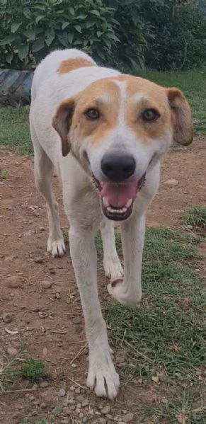 Betty dolce meticcia di 4 anni | Foto 1