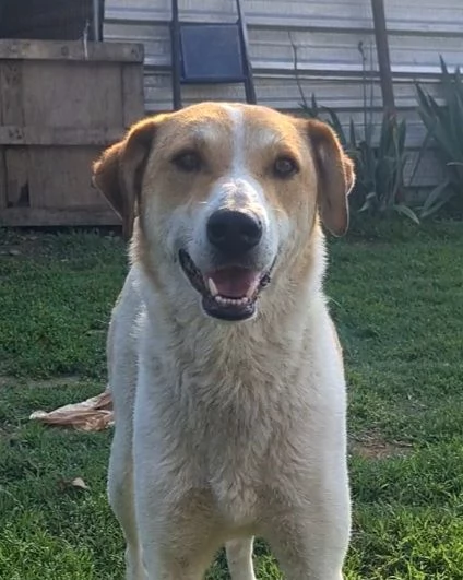 Betty dolce meticcia di 4 anni | Foto 0