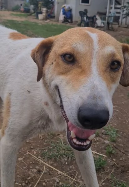 Betty dolce meticcia di 4 anni