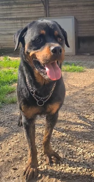 Koby rottwailer di 3 anni | Foto 2