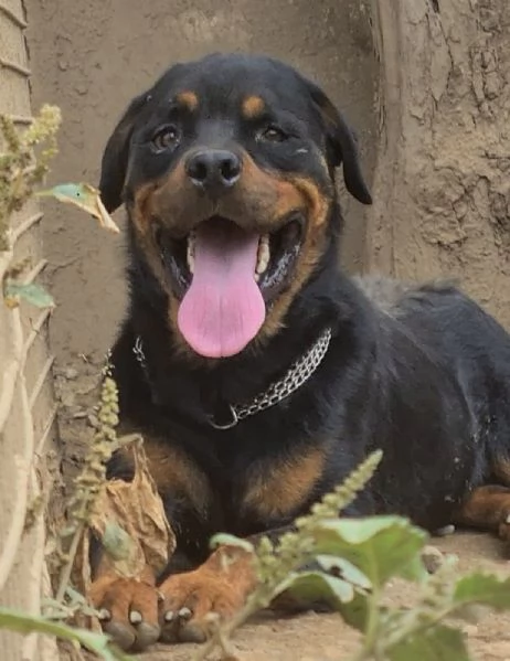 Koby rottwailer di 3 anni