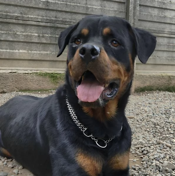 Koby rottwailer di 4 anni | Foto 3