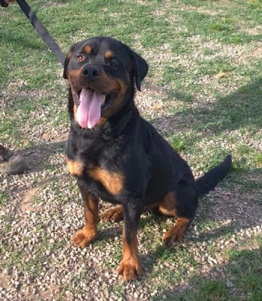 Koby rottwailer di 3 anni | Foto 1