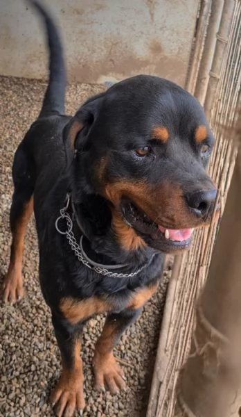 Koby rottwailer di 3 anni | Foto 0
