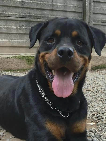 Koby rottwailer di 4 anni