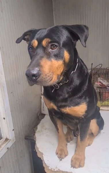 Leo meticcio di 6 anni | Foto 4