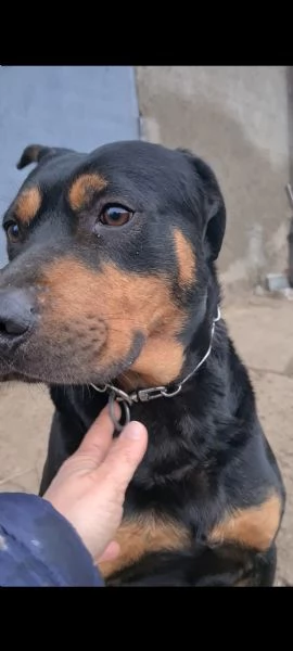 Leo meticcio di 6 anni | Foto 3