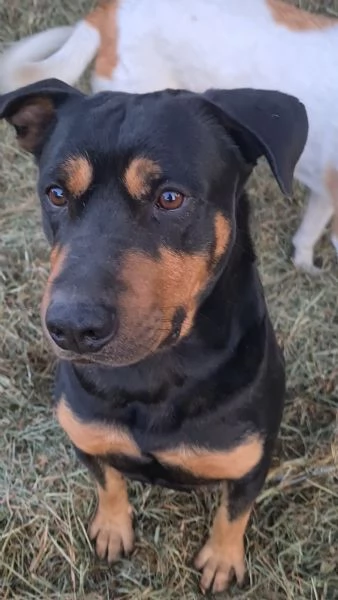 Leo meticcio di 6 anni | Foto 2