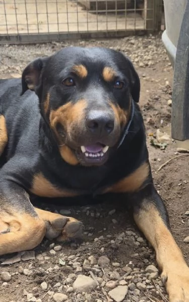 Leo meticcio di 6 anni