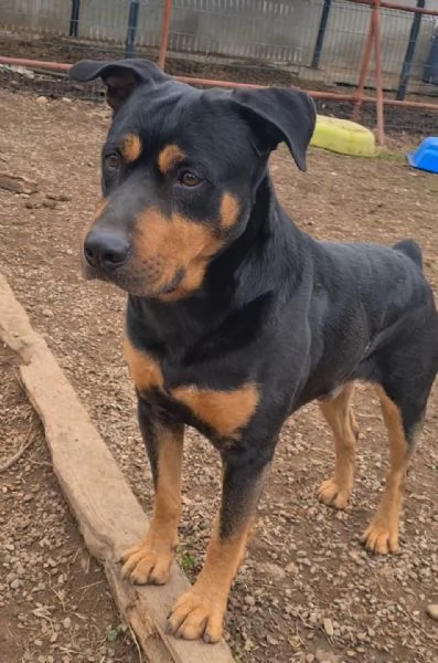 Leo meticcio di 6 anni | Foto 1