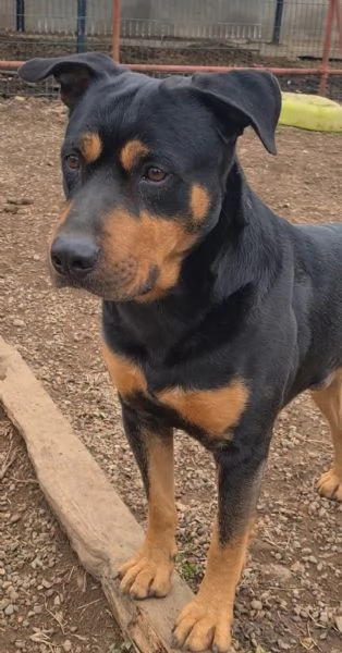 Leo meticcio di 6 anni | Foto 0