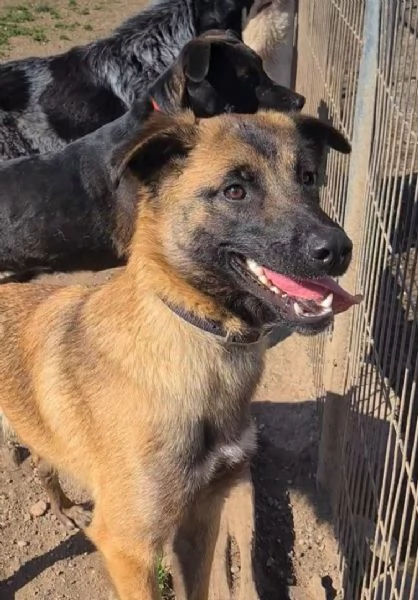 Lucy giovane meticcia | Foto 3