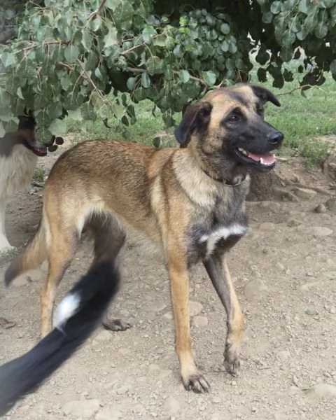 Lucy giovane meticcia | Foto 1