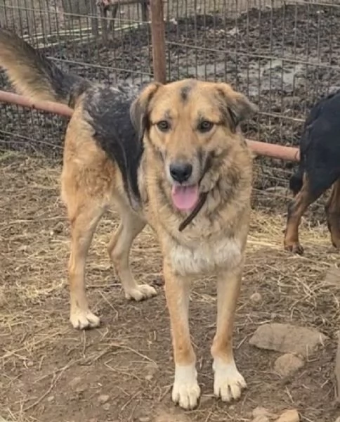 Oslo giovane meticcio | Foto 2