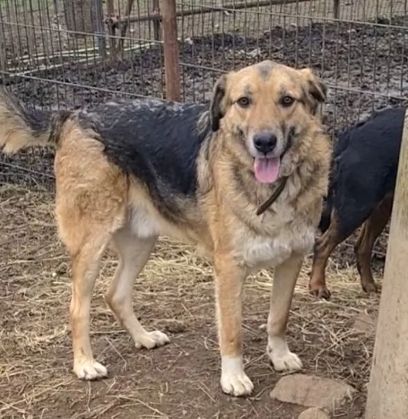 Oslo giovane meticcio | Foto 1