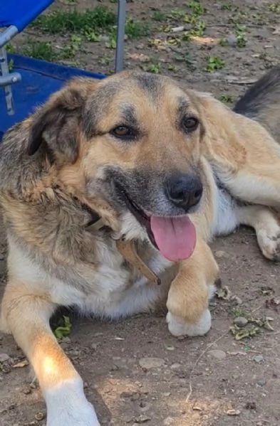 Oslo giovane meticcio