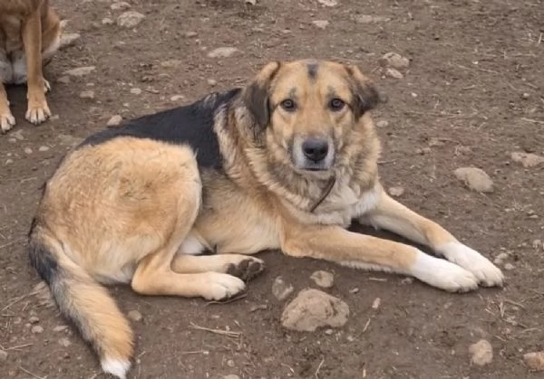 Oslo giovane meticcio | Foto 0