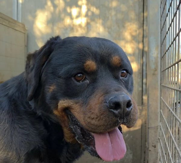 Thor rottwailer di 3 anni