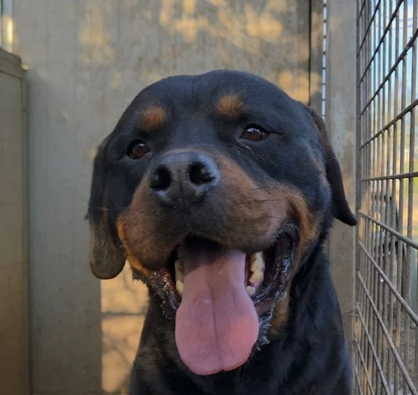 Thor rottwailer di 3 anni | Foto 2