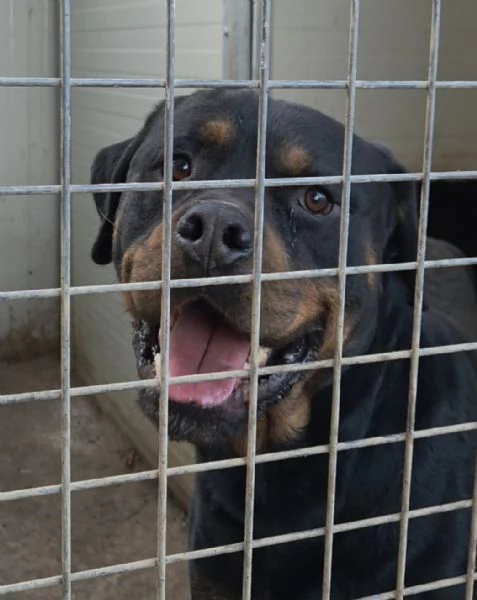 Thor rottwailer di 3 anni