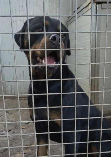 Thor rottwailer di 3 anni | Foto 4