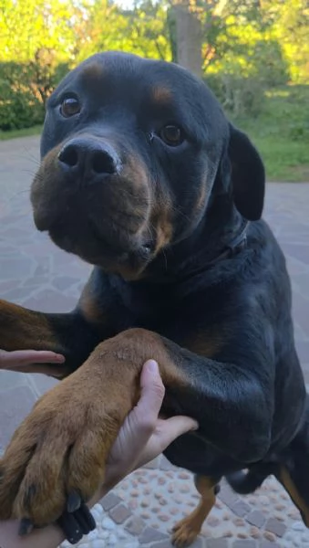 Thor rottwailer di 3 anni | Foto 3