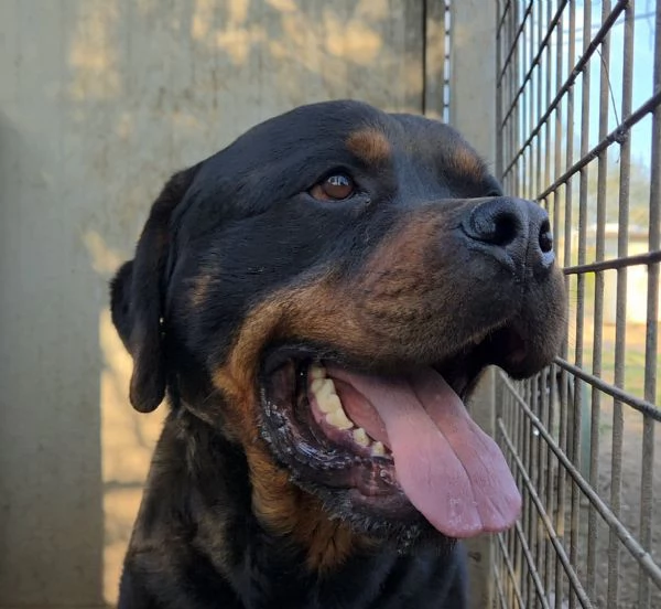 Thor rottwailer di 3 anni | Foto 1
