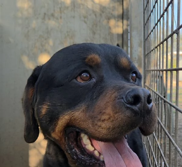 Thor rottwailer di 3 anni | Foto 0