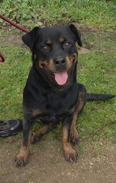 Backy rottwailer di 2 anni circa | Foto 3