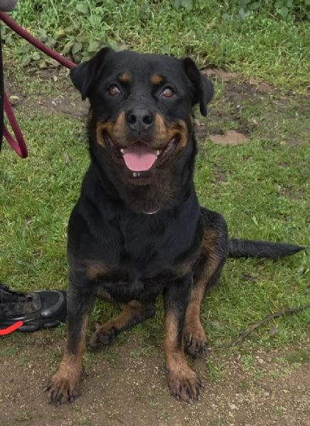 Backy rottwailer di 2 anni circa | Foto 0