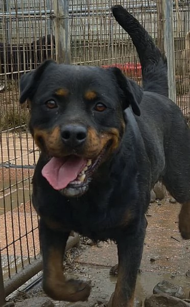 Backy rottwailer di 2 anni circa