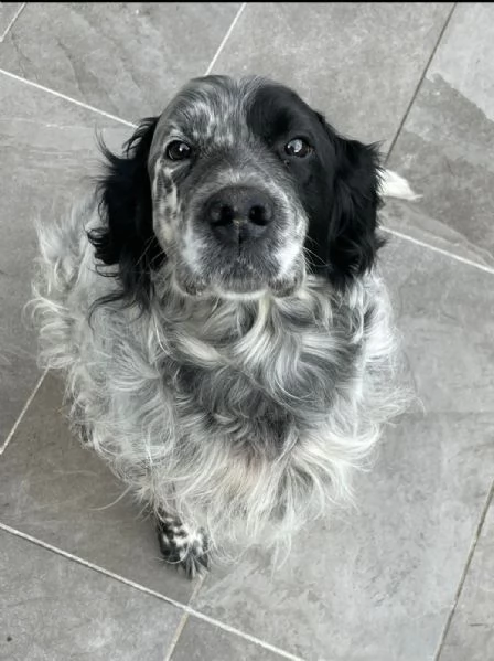 Zeus Setter inglese | Foto 5