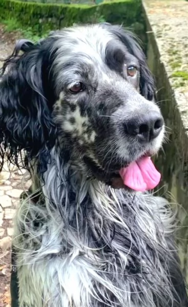 Zeus Setter inglese | Foto 4