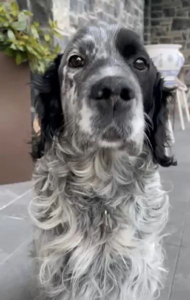 Zeus Setter inglese | Foto 3