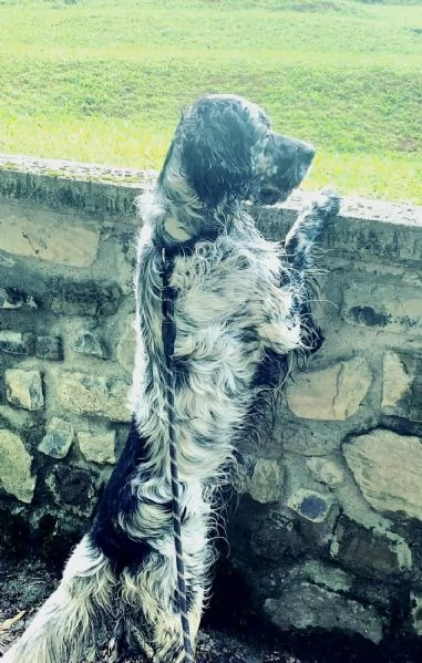 Zeus Setter inglese | Foto 0