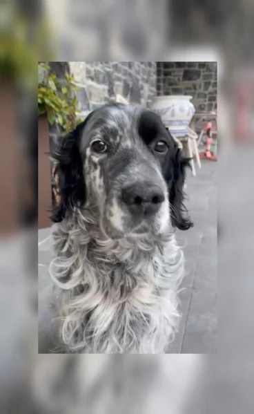 Zeus Setter inglese