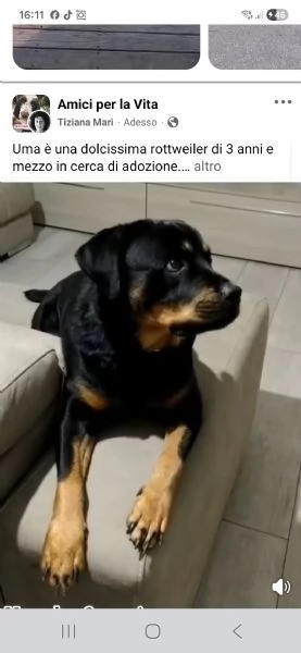Uma rottweiler di 3 anni | Foto 4