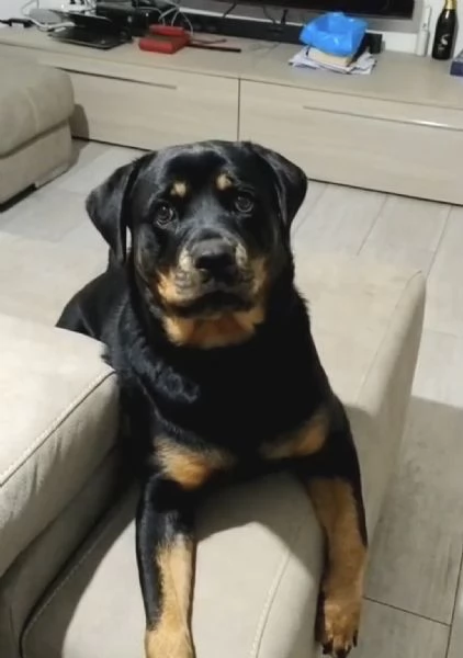 Uma rottweiler di 3 anni