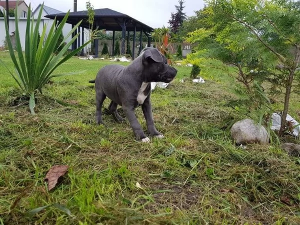 leone & sasha,,,,coppia di pitbull 