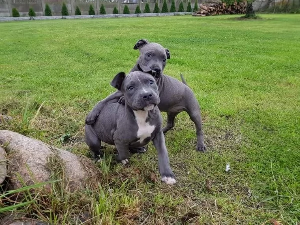 leone & sasha,,,,coppia di pitbull  | Foto 2