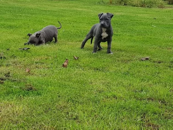 leone & sasha,,,,coppia di pitbull  | Foto 1