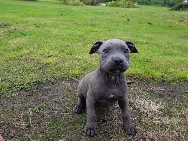 leone & sasha,,,,coppia di pitbull  | Foto 0