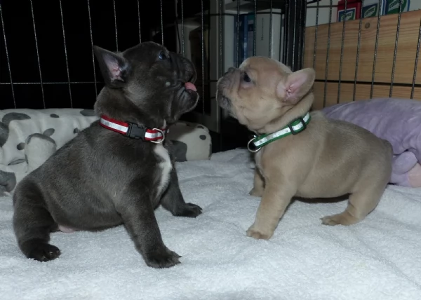 cuccioli di bouledogue francese con pedigree  | Foto 0