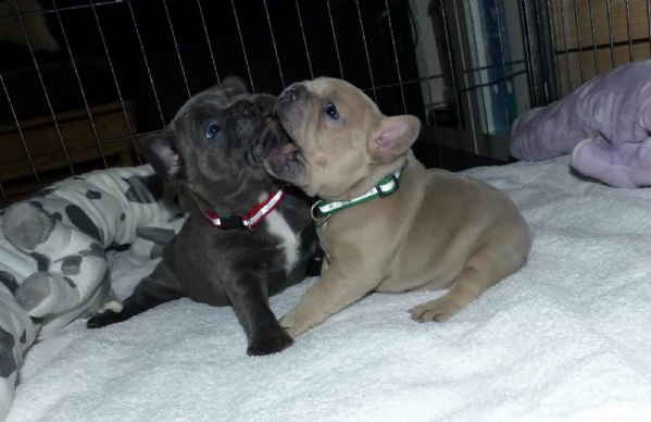 cuccioli di bouledogue francese con pedigree 