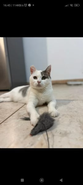 Olivia cerca casa | Foto 1