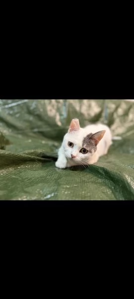 Olivia cerca casa | Foto 0